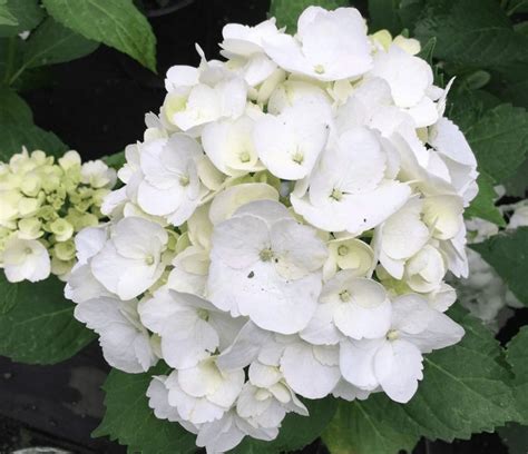 white hydrangea small