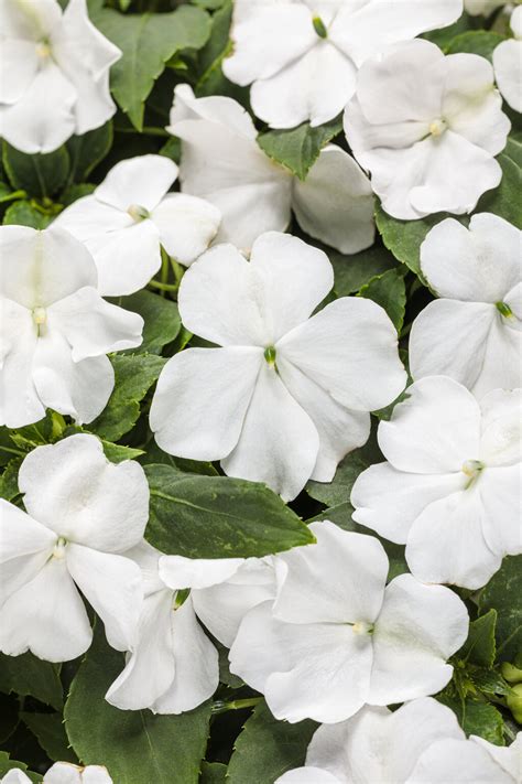 white impatiens flower