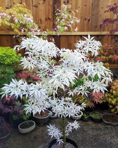 white japanese maple