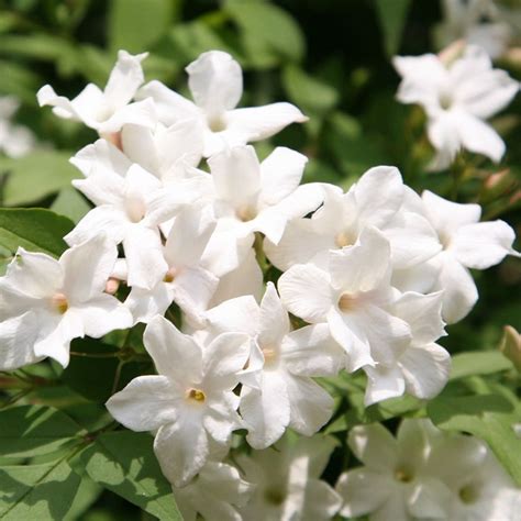 white jasmine vine