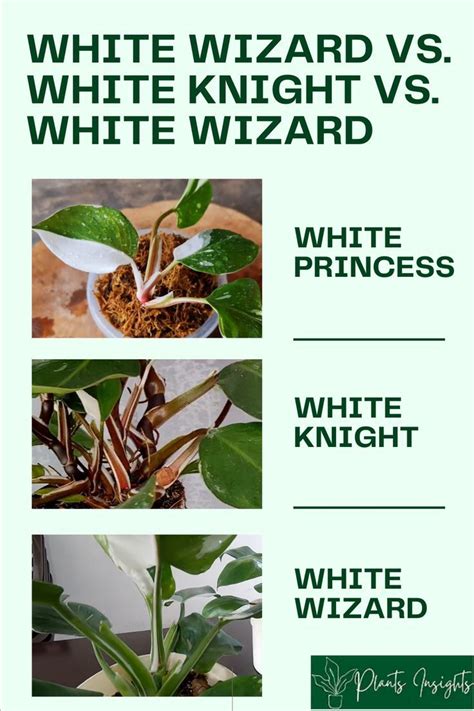 white knight vs white wizard