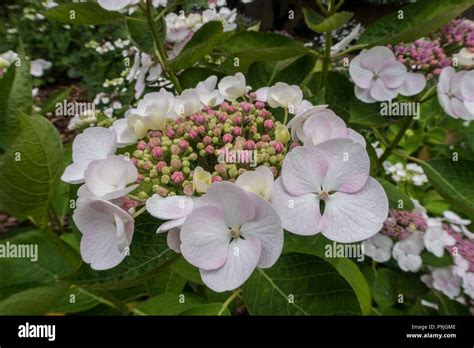 white lacecap hydrangea