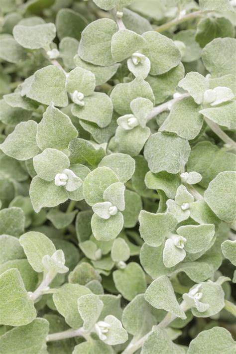 white licorice