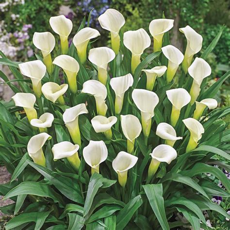 white lily bulbs