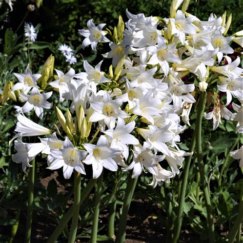 white lily bulbs