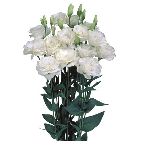 white lisianthus