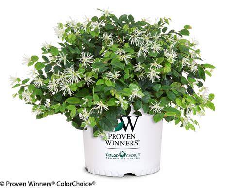 white loropetalum