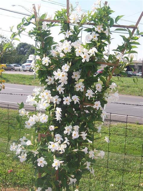white mandevilla vine