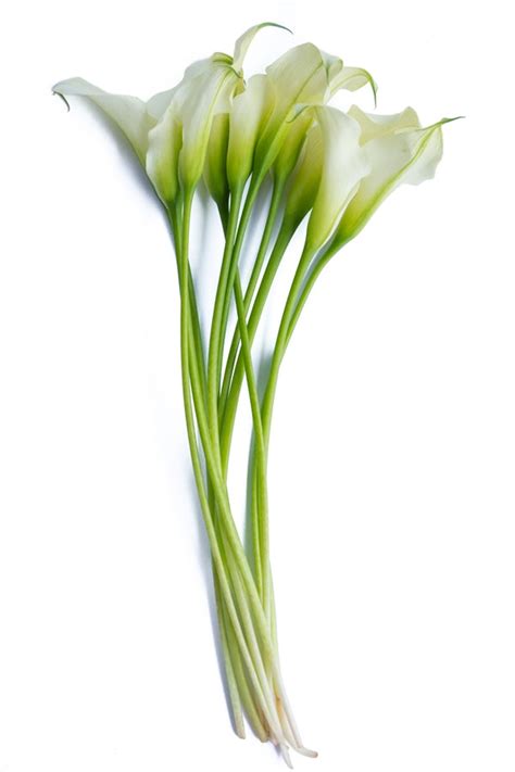 white mini calla lilies