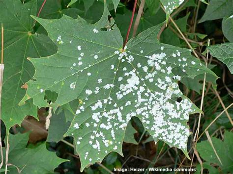 white mold on plants