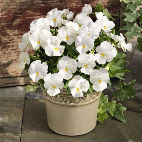 white pansies