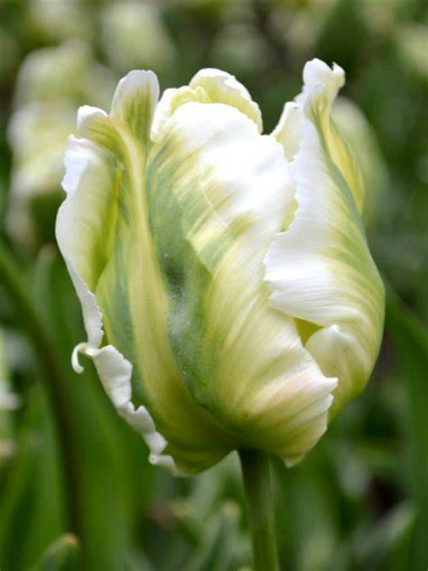 white parrot tulips
