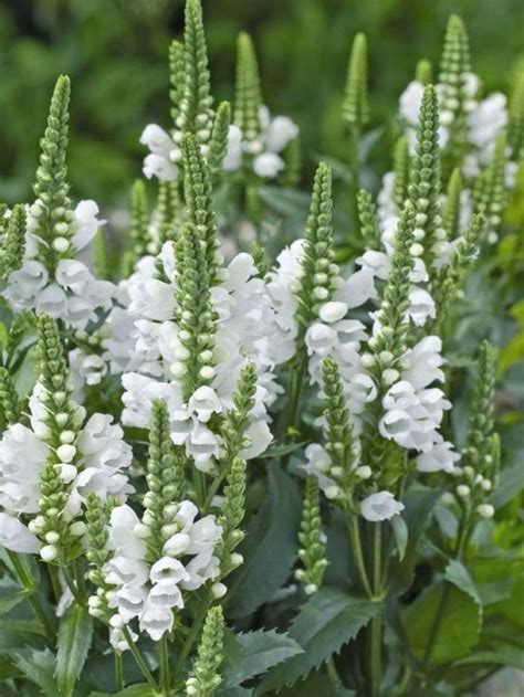 white perennial flowers