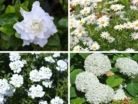 white perennial flowers