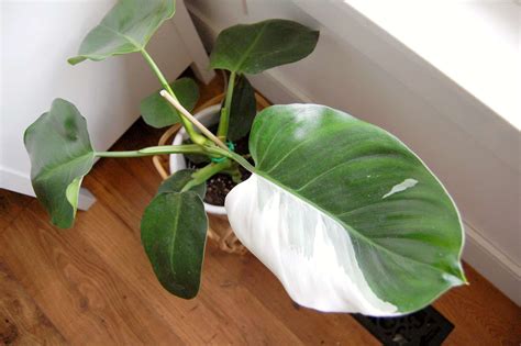 white philodendron