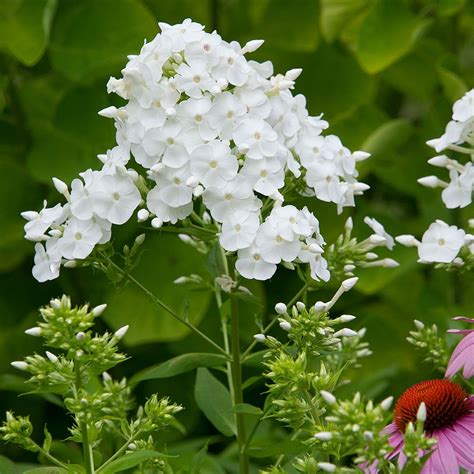 white phlox