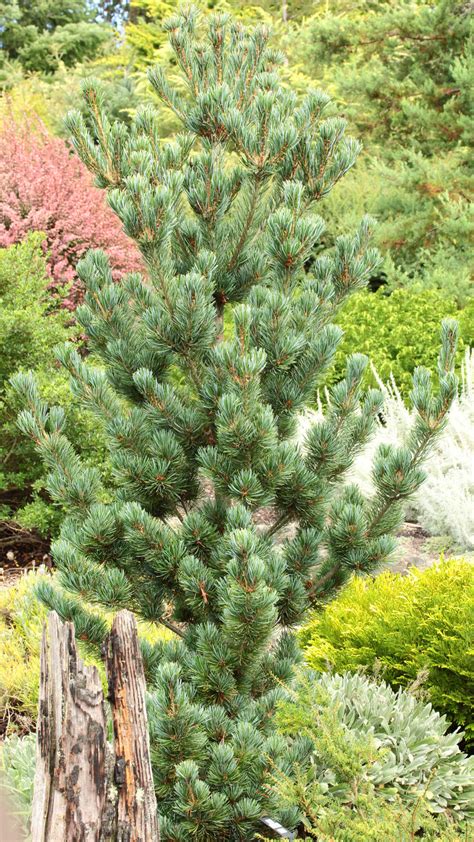 white pine pinus parviflora