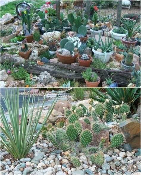 white rock cactus