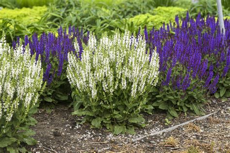 white salvia
