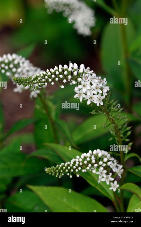 white spike flower