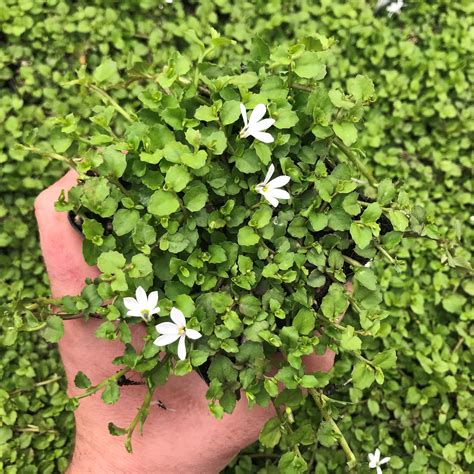 white star creeper
