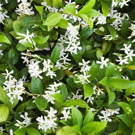 white star jasmine