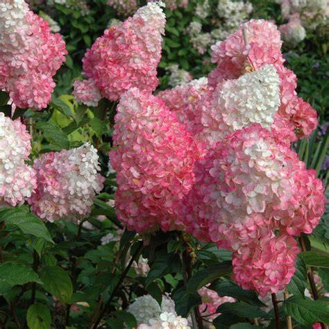 white strawberry hydrangea