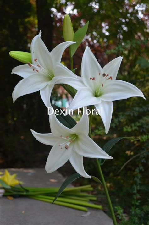 white tiger lily flower