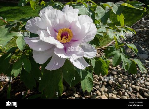 white tree peony