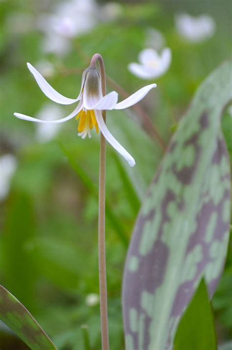 white trout lily