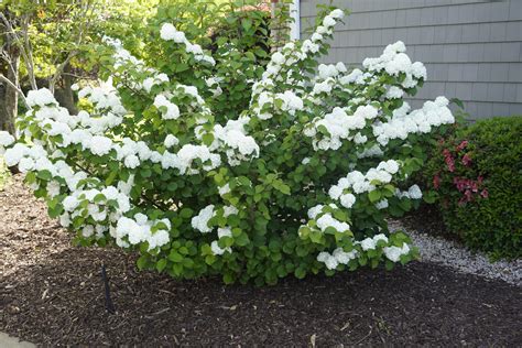 white viburnum
