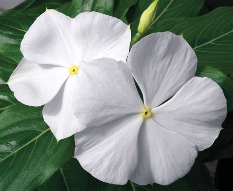 white vinca