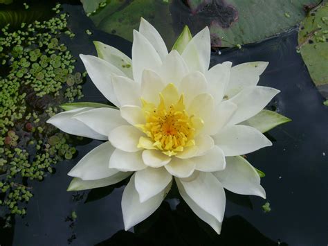 white water lily flower