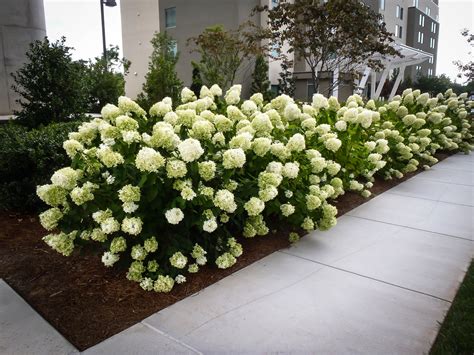 white wedding hydrangea