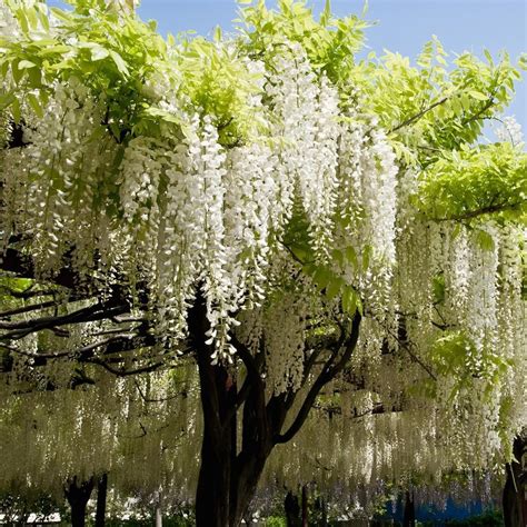 white wisteria tree
