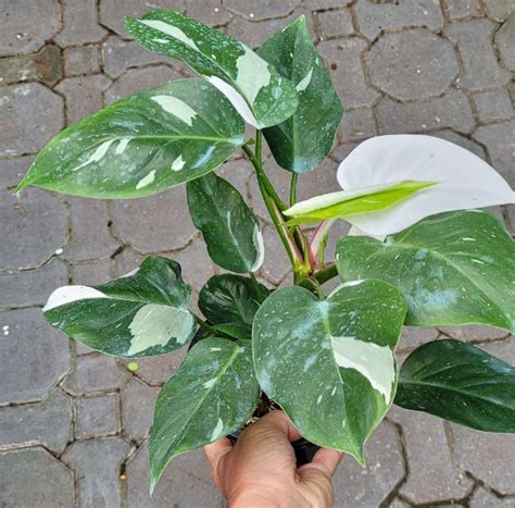 white wizard philodendron