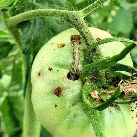 white worms in tomatoes
