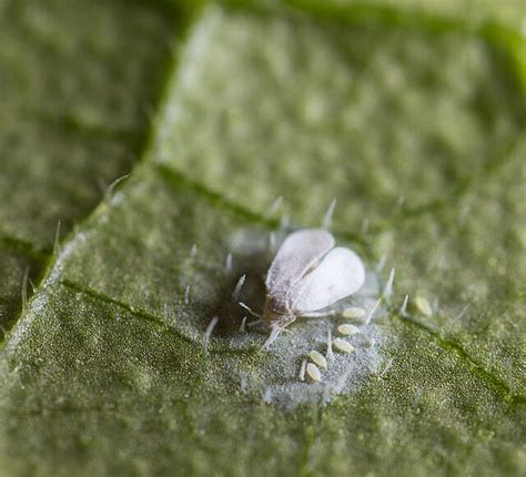 whitefly control