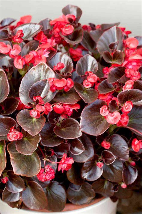 whopper begonias