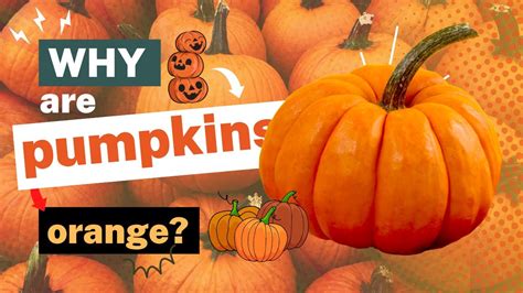 why are pumpkins orange