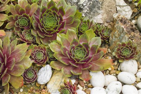 Why choose hens and chicks plants