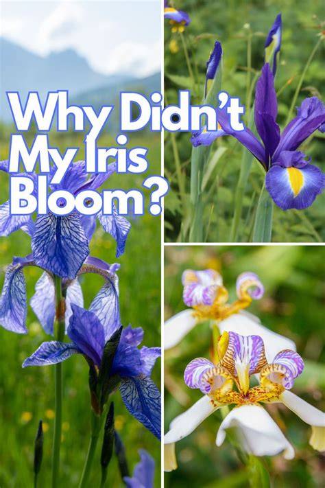 why don t my iris bloom