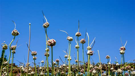why garlic is flowering
