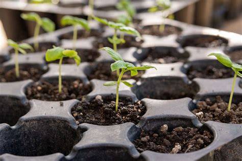 why healthy blooms fall