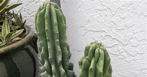 why is my cactus leaning