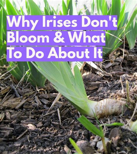 why won t my irises bloom