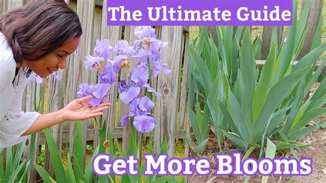 why wont my iris bloom
