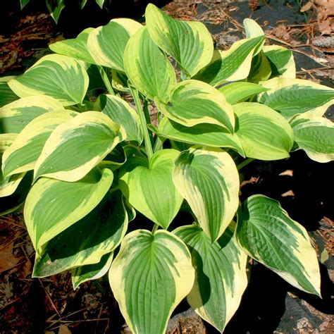 wide brim hosta
