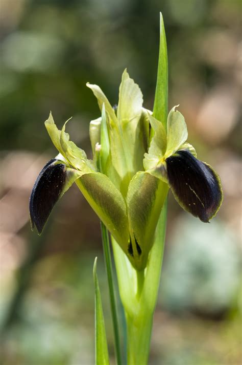 widow iris