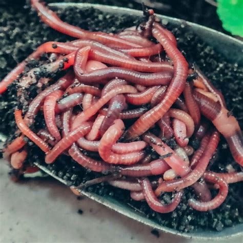 wiggler worms